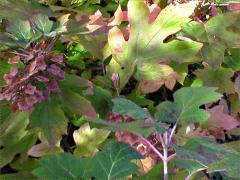 (Oakleaf Hydrangea)