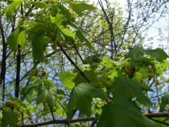 (Norway Maple)