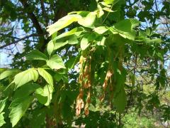 (Box Elder) catkins