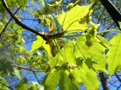 (Norway Maple) female flowers