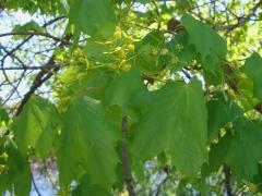 (Norway Maple) fruit