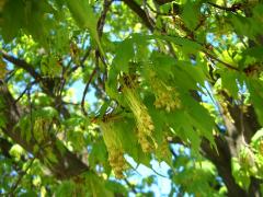 (Sugar Maple) catkins