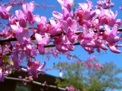 (Eastern Redbud)