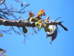 (Kentucky Coffeetree)