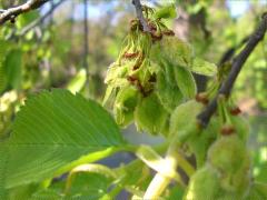 (American Elm)