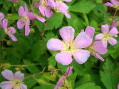 (Wild Geranium)