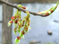 (American Elm) bud