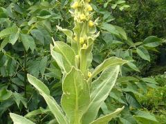 (Common Mullein)