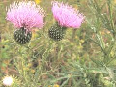 (Field Thistle)