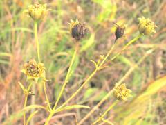 (Tall Coreopsis)