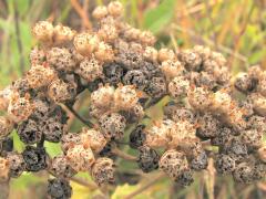 (Wild Quinine) fruit