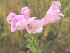 (False Dragonhead) flower