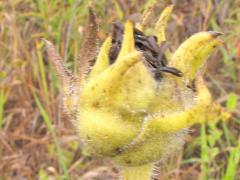 (Compass Plant) fruit