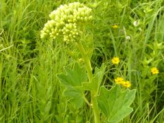 (Pale Indian Plantain)