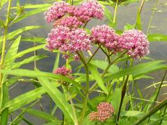 (Swamp Milkweed)