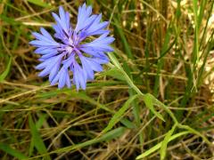 (Garden Cornflower)