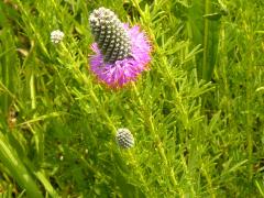 (Purple Prairie Clover)