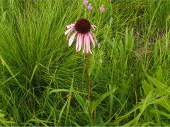 (Purple Coneflower)