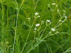 (Flowering Spurge)