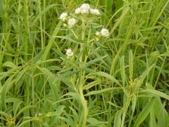 (Common Mountain Mint)