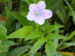 (Wild Petunia)