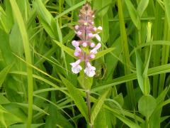 (Marsh Hedge Nettle)