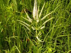 (Culver's Root)