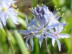 (Wild Hyacinth)