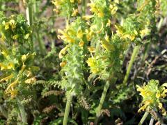 (Canadian Lousewort)