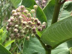 (Common Milkweed)