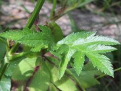 (Wild Parsnip) leaves