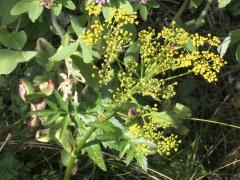 (Wild Parsnip)