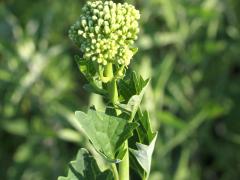 (Pale Indian Plantain)