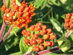 (Butterfly Milkweed)