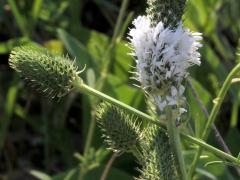 (White Prairie Clover)