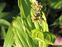 (Feathery False Soloman's Seal) fruit