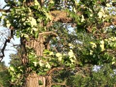 (Bur Oak)