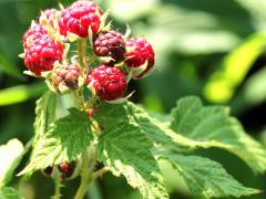 (Black Raspberry) fruit