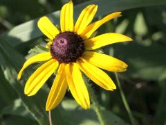 (Black-eyed Susan)