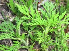 (Common Ragweed)