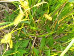 (Longhair Sedge)