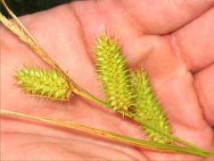 (Bottlebrush Sedge)