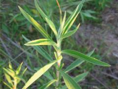 (Tall Boneset)