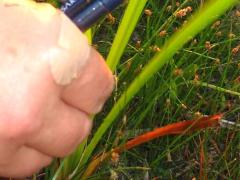 (Giant Bur-Reed)