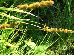 (Fox Sedge)