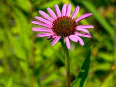 (Broad-leaved Purple Coneflower)