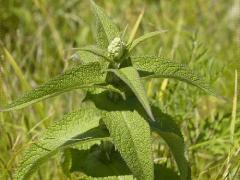 (Common Boneset)