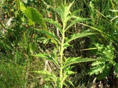 (Common Water Horehound)