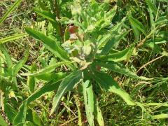 (Common Evening Primrose)