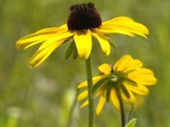 (Black-eyed Susan)